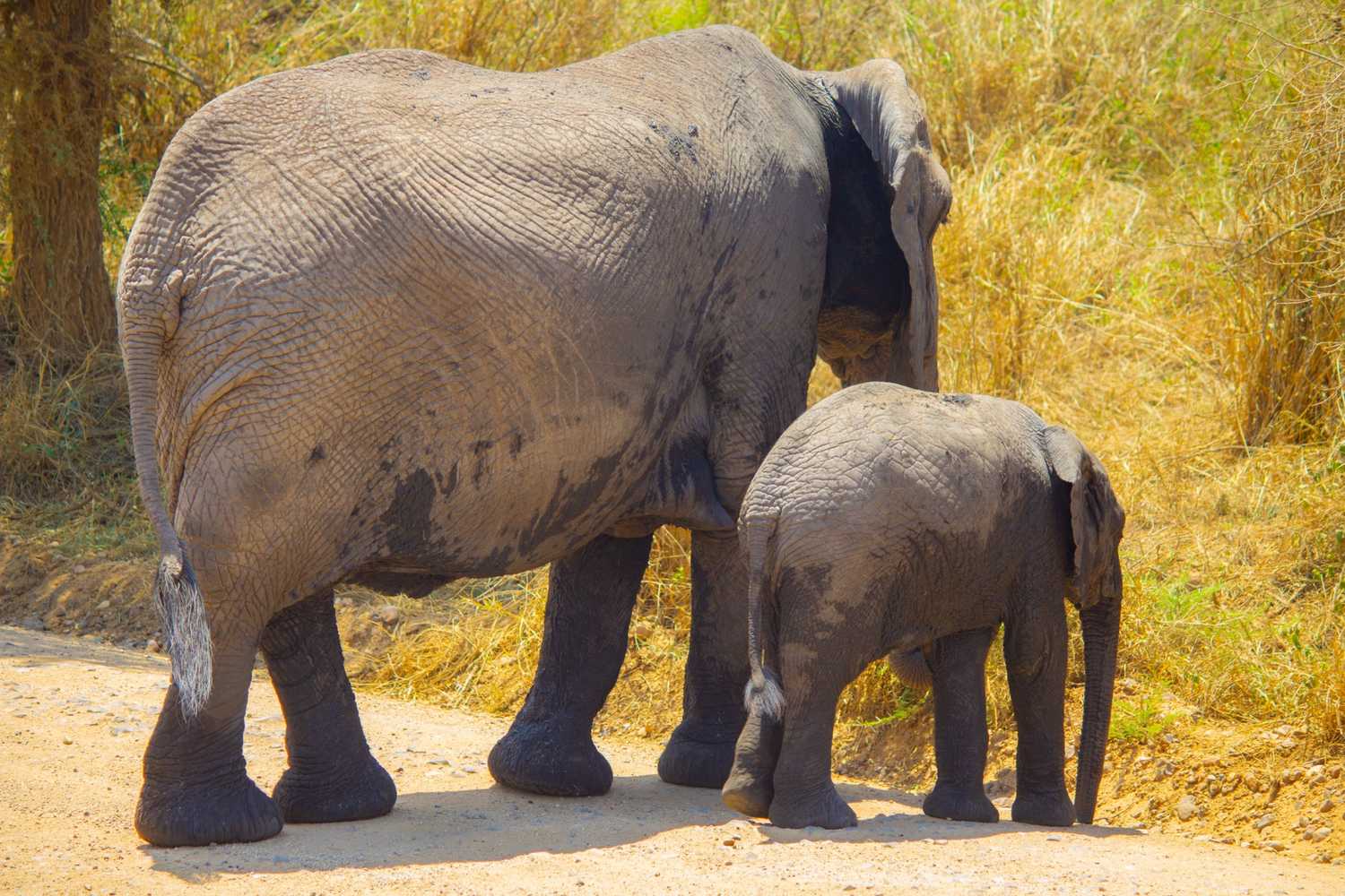 Tanzania Safari Destination: Tarangire National Park
